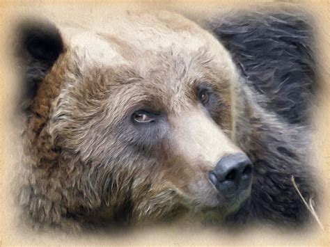 Free Stock Photo Of Grizzly Bear Grizzly Bear Daily Jigsaw Bear