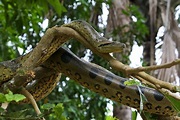 Green anaconda Endangered Rainforest Animals, Ecuador Animals ...