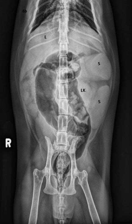 A Splenic Mast Cell Tumor In An 11 Year Old Siamese Cat Radiology