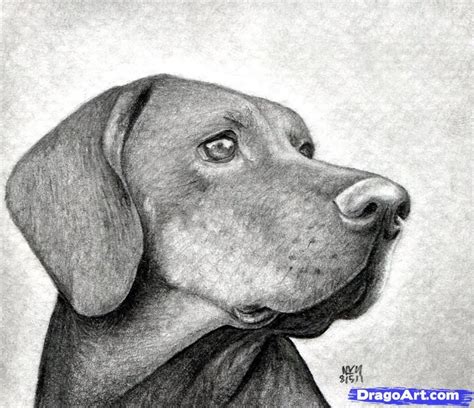 Como Dibujar Algunos Animales Realistas Parte1 Dog Realistic