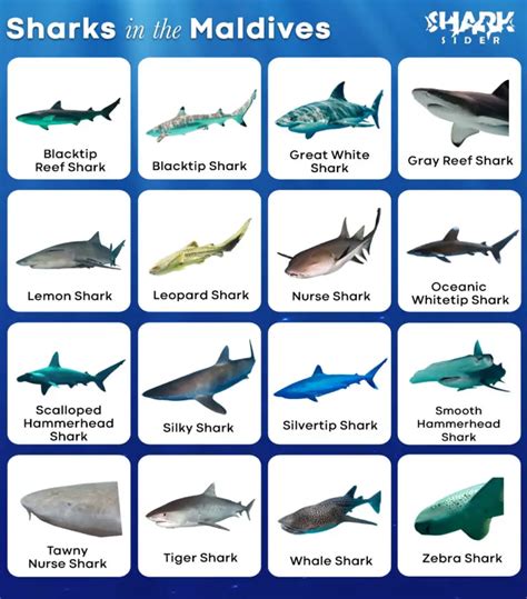 List Of Sharks In The Maldives With Pictures