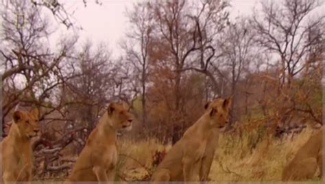 Lion Documentary National Geographic׃ Lions Exodus Brutal Attacks