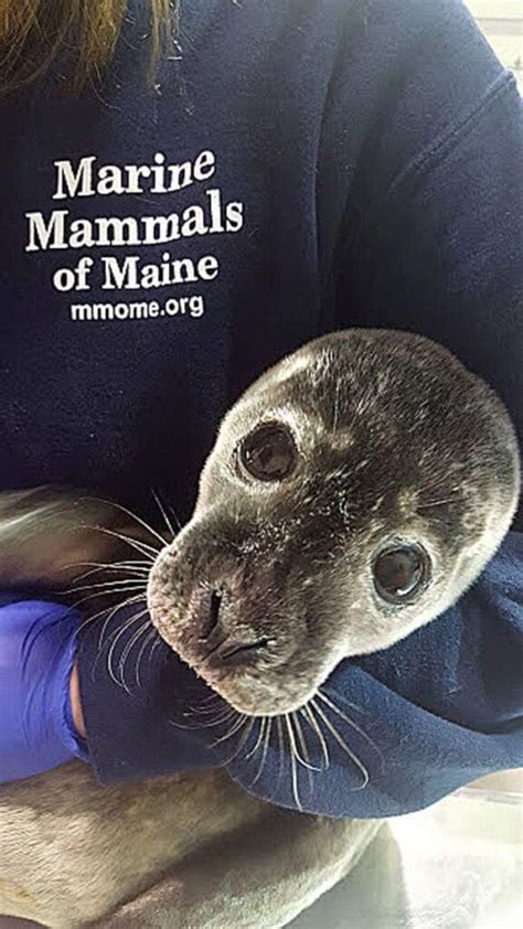 Marine Mammals Of Maine ~ Seals · Patten Free Library