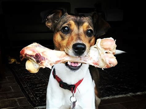 Why You Should Keep Cooked Bones Away From Your Dog This Holiday Season