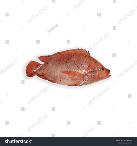 Red Nile Tilapia Oreochromis Niloticus Top Stock Photo 2070442901