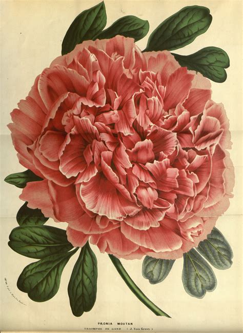 Vintage Botanical Illustrations Flowers Wildflower Art Botanical