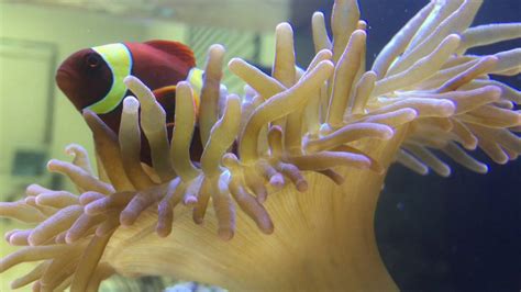 Playful Clownfish And Anemone Youtube