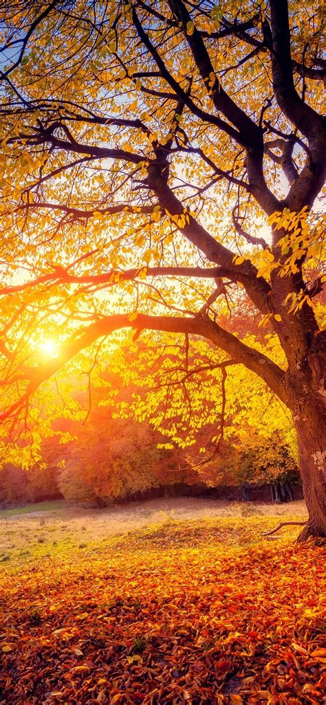 Autumn Sunset Wallpaper - KoLPaPer - Awesome Free HD Wallpapers