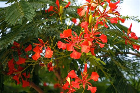 Red Flowering Tree Huacachina Alex Proimos Flickr