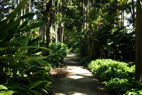 Whats Next For Foster Botanical Garden Hawaii Public Radio