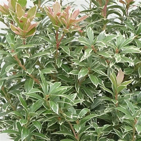 Buy Lily Of The Valley Shrub Pieris Japonica Little Heath