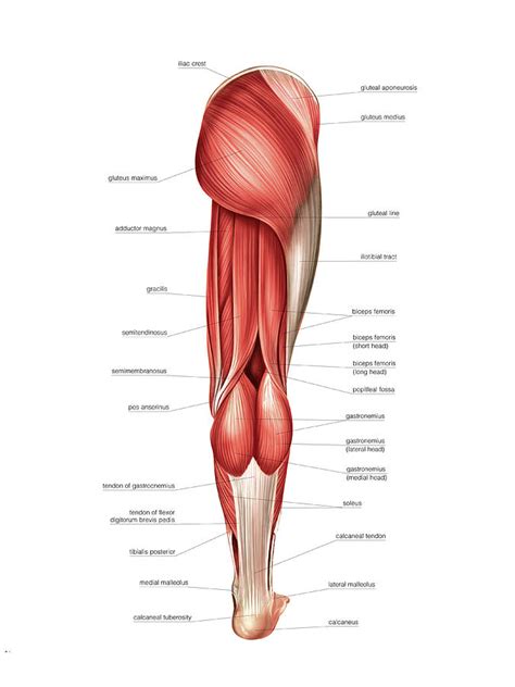 Muscles Of The Leg Photograph By Asklepios Medical Atlas Pixels Merch
