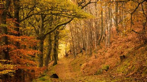 Uks 20 Best Autumn Walks — From Hiking In The Hills To Woodland Trails