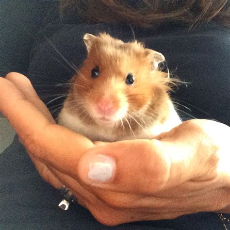 Do Hamsters Make Good Pets For Kids Brie Brie Blooms