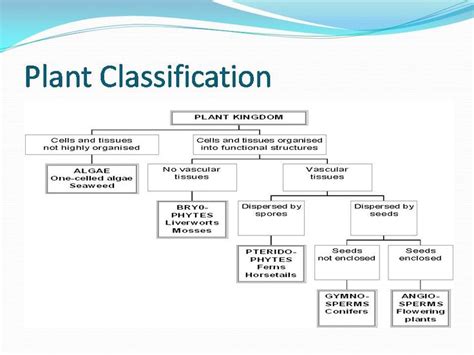 Plant Diversity Flow Chart Plant Classification Biology Lessons