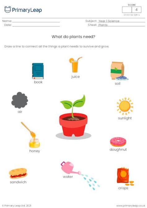 What Do Plants Need To Grow Worksheet