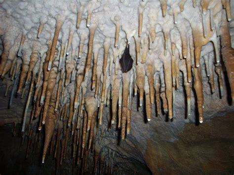 Carlsbad Cavern Bat Flight Travel Maven Mama Carlsbad Caverns