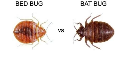 Bed Bugs Vs Bat Bugs Pest Hacks