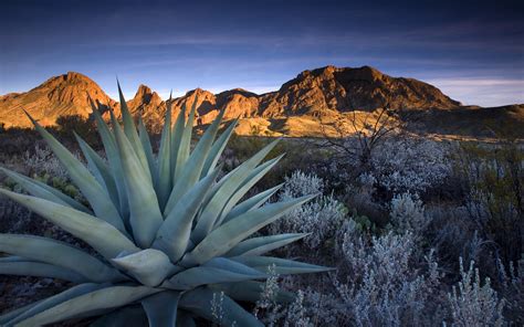 4 Aloe Vera Hd Wallpapers Background Images Wallpaper Abyss