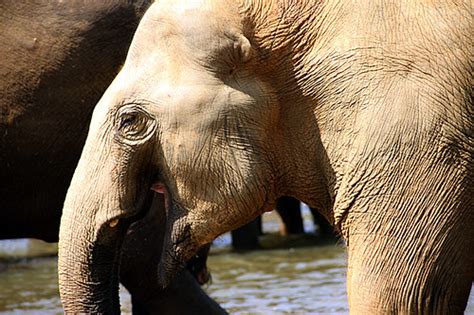 Laughing Elephant Established In 1975 The Pinnawela Eleph Flickr