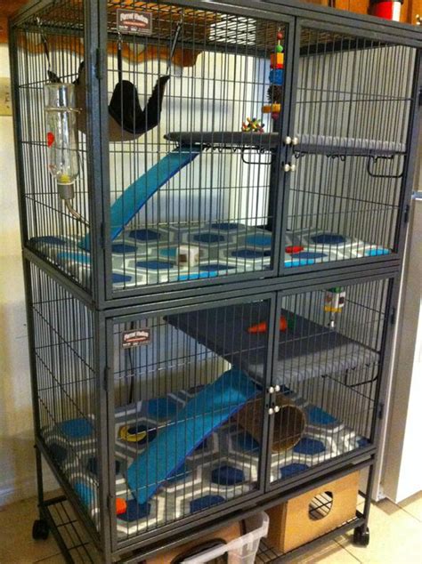 chinchilla  cage setups