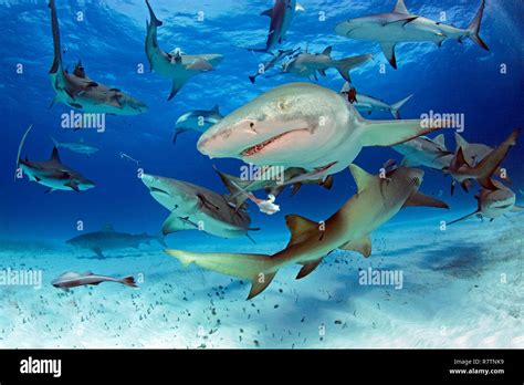 Lemon Shark Hi Res Stock Photography And Images Alamy