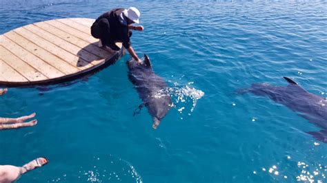 Eilat Dolphin Reef Youtube