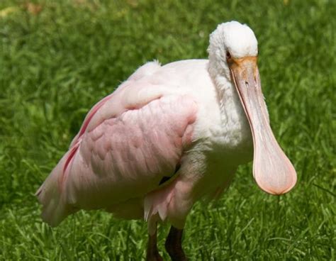 Mutuo suerte Lanzamiento para que sirve el pico de las aves Ahora Tío o