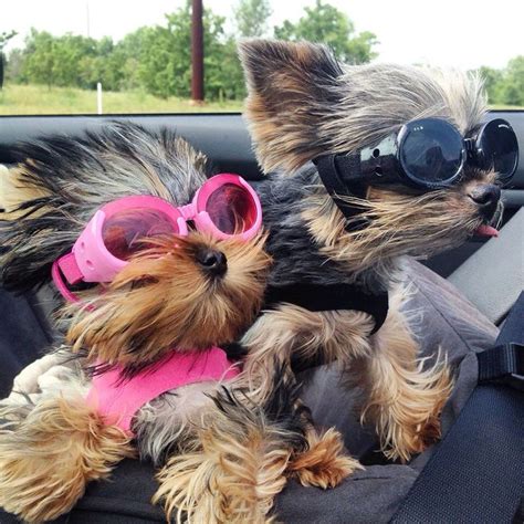 15 Signs Youre A Crazy Yorkie Person And Damn Proud To Be
