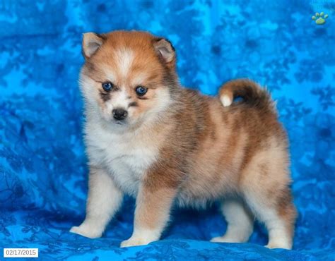 Maybe you would like to learn more about one of these? 113 best images about Pomsky Puppies For Sale! on Pinterest | Search, Husky and Pomsky for sale