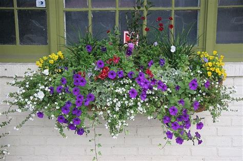 Choosing the best plants for containers. Untitled | Window box flowers, Flower window, Window boxes