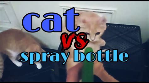 Cat Vs Spray Bottle Youtube