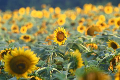 Summer Sunflowers Mckee Beshers Wildlife Management Area L Flickr