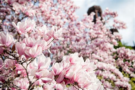 Dc Cherry Blossom Watch Update March 26 2021