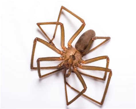 Brown Recluse Spiders 101 Center For Wilderness Safety