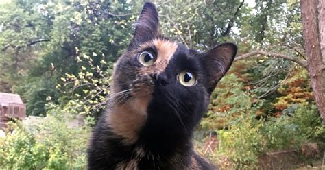 In order to survive, these bad boys had to patrol their territory and scare off any feline intruders with their claws at the ready. 50 Names For Cats With Tortitude - Meowingtons