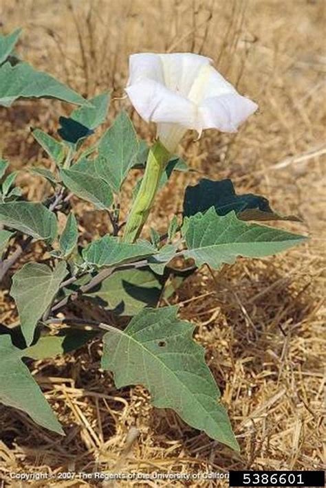 datura wrightii sacred thorn apple go botany