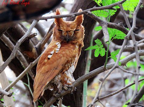 Oriental Scops Owl Oriental Ebird
