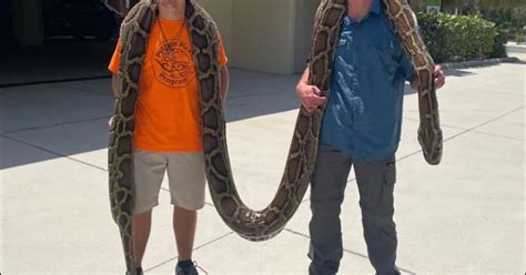 Naples Man Captures 19 Foot Burmese Python In Big Cypress Confirmed As