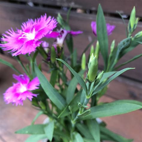学名 d へ ・6月頃から8月頃にかけて開花。 ・ピンク色の可憐な花。 縁がこまかく切れ込んでいる。 我が子を撫（な）でるように かわいい花であるところから この名前に . 可憐な花姿 なでしこ - 福井のフラワーショップ「開花園」