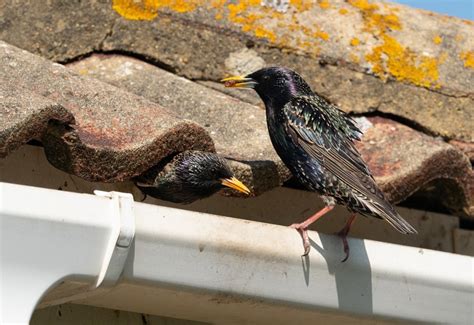 Tips To Get Rid Of Starlings In Your Yard And Around Your House