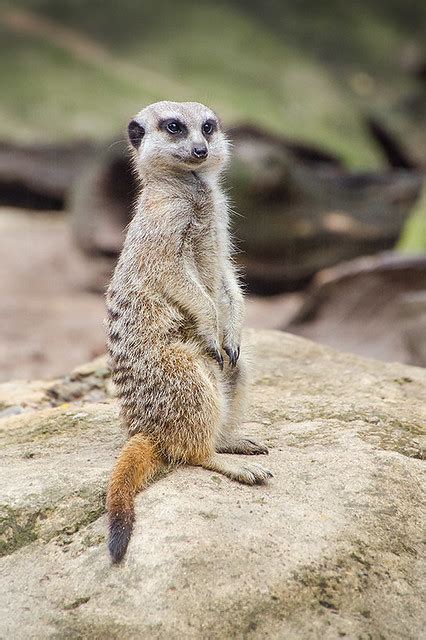 Meerkat 3 Ph Alan Nicol Flickr