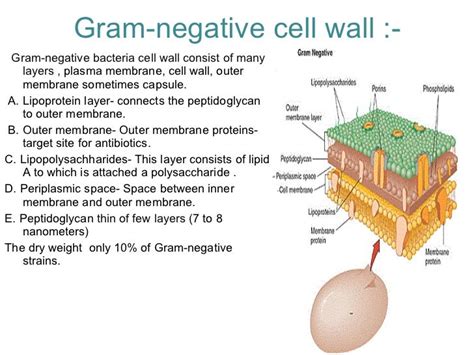 Gram Negative Cell Wall Diagram Wiring Site Resource