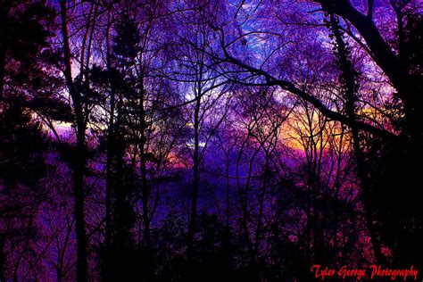 Purple Forest Landscape By Taiprevail155 On Deviantart