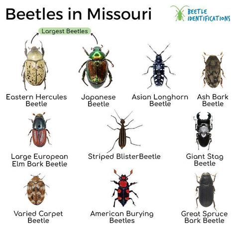 Types Of Beetles In Missouri With Pictures