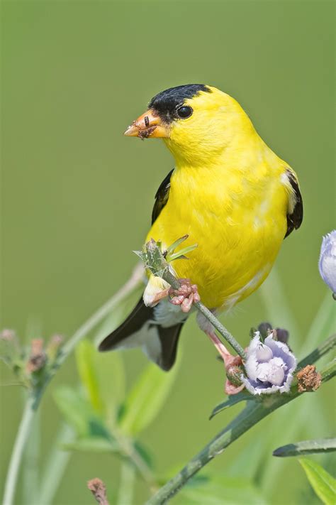 American Goldfinch Audubon Field Guide