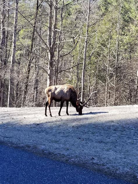 Elk Sighting In Cataloochee Valley Nc Wildernessbackpacking