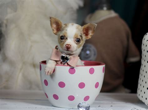 ♥♥♥ Teacup Chihuahua ♥♥♥ Bring This Perfect Baby Home Today Call 954