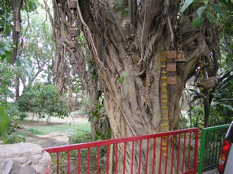 The Tree Worshippers The Bargadbanyan And The Peepal