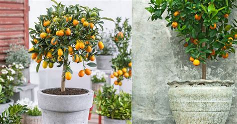 10 best trees for wisconsin landscapes. 5 Best Citrus Trees For Containers (Growing Citrus In Pots ...